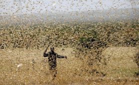 지난 2월, 케냐를 덮친 사막메뚜기 떼. 한 남자가 메뚜기들을 쫓아내고 있지만 역부족인 모습이다. [사진 출처=asia.nikkei.com]