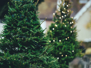 ▲ 전 세계인들에게 사랑받는 크리스마스트리는 한국 토종나무인 ‘구상나무’이다