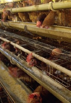*배터리 케이지에 갇혀 달걀을 생산하고 있는 닭 [사진 출처=카라]