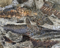 *철갑상어와 주걱철갑상어 등이 포개진 채 화석으로 발견됐다 [사진 출처=eurekalert.org]