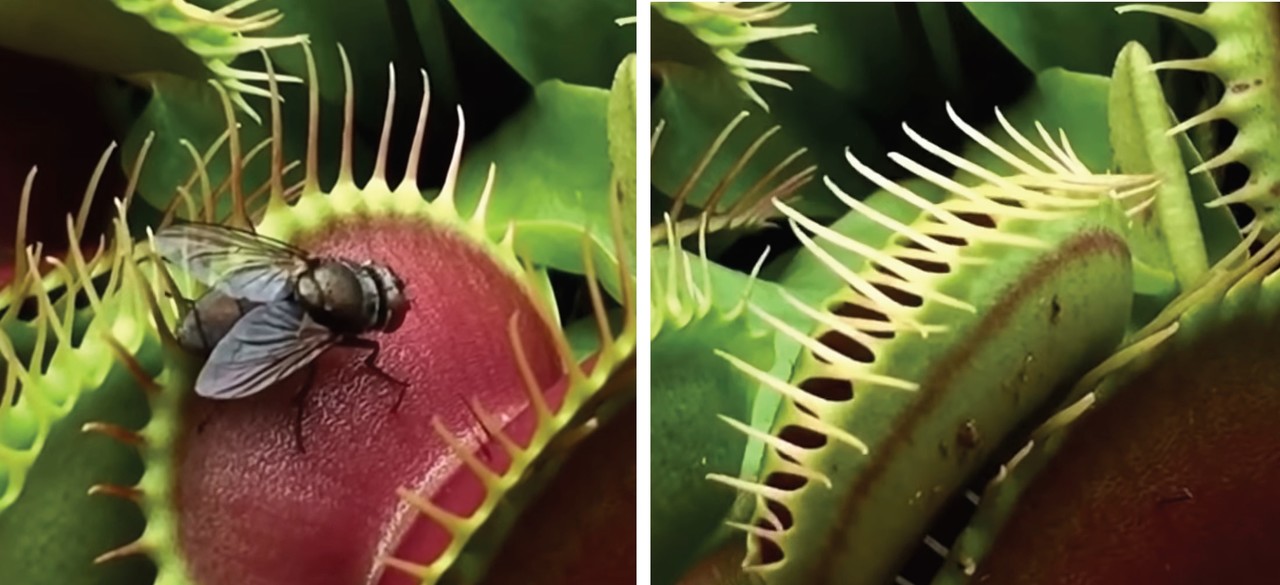 *식충식물 ‘파리지옥’이 파리를 잡는 모습 [사진 출처=유튜브@NewbBeginnings]