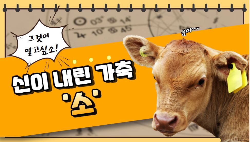 신이 내린 가축 '소'에 대해 알고 싶소!
