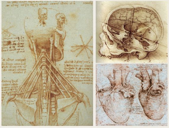 *다빈치의 해부도 : 다빈치가 그린 인체 기관들이다. 인체를 직접 해부해 관찰하고 그림을 그렸기 때문에 각 기관들이 정확하고 정교하게 표현되어 있다.