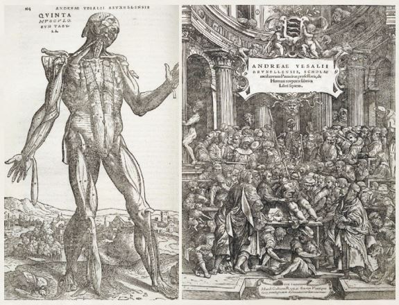 *《인체 구조에 관하여》의 삽화 : 베살리우스의 이 책에는 정교한 인체 해부도가 여럿 실려 있다.