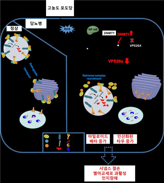 [사진 : 고농도 포도당에 의한 VPS26a 감소에 의한 인지장애/고농도 포도당은 활성산소종-매개 NF-κB의 활성을 통해 DNMT1의 발현을 증가시켰다. DNMT1은 VPS26A의 프로모터 지역을 과메틸화시켜 VPS26a의 발현을 억제했다. 감소된 VPS26a는 아밀로이드 전구 단백질과 CI-MPR의 엔도솜에서 트랜스-골지로의 이동을 억제해 아밀로이드 베타의 생성 증가와 인산화된 타우의 제거 장애를 초래했으며, 이는 시냅스 결손, 별아교세포 과활성, 인지장애를 유도하였다.]
