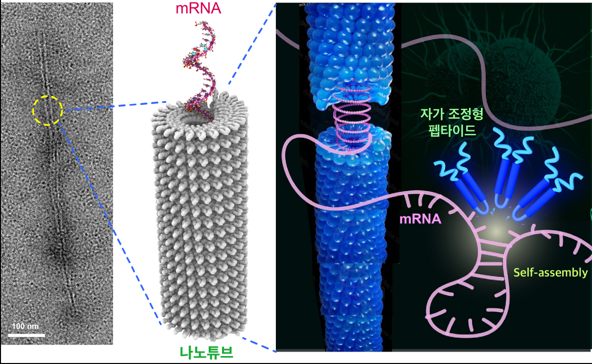 [사진=연세대, 자가 조정형 펩타이드와 mRNA의 자가조립을 이용한 나노 튜브 형태의 mRNA 전달체 제조]
