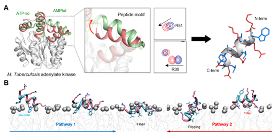 [사진=건국대/ (A) 결핵균 단백질 구조 기반 67(YK-mAK-15) 펩타이드 설계 (B) 분자동력학 시뮬레이션을 통해 밝혀진 그람음성균 세포막 침투 경로]