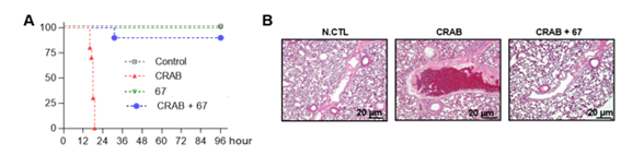 [사진=건국대/ CRAB 패혈증 동물모델에서 치료 효과 (A) 펩타이드 투여로 인한 CRAB 감염 동물의 생존율 향상 (B) 폐 내 면역세포(호중구) 침윤 억제를 통한 치료 효과]