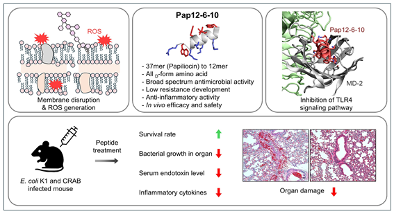 [사진=건국대/‘Pap12-6-10’의 작용기전 모식도]